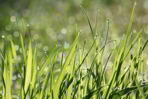 IBsolution SAP BW/4HANA Greenfield-Implementierung